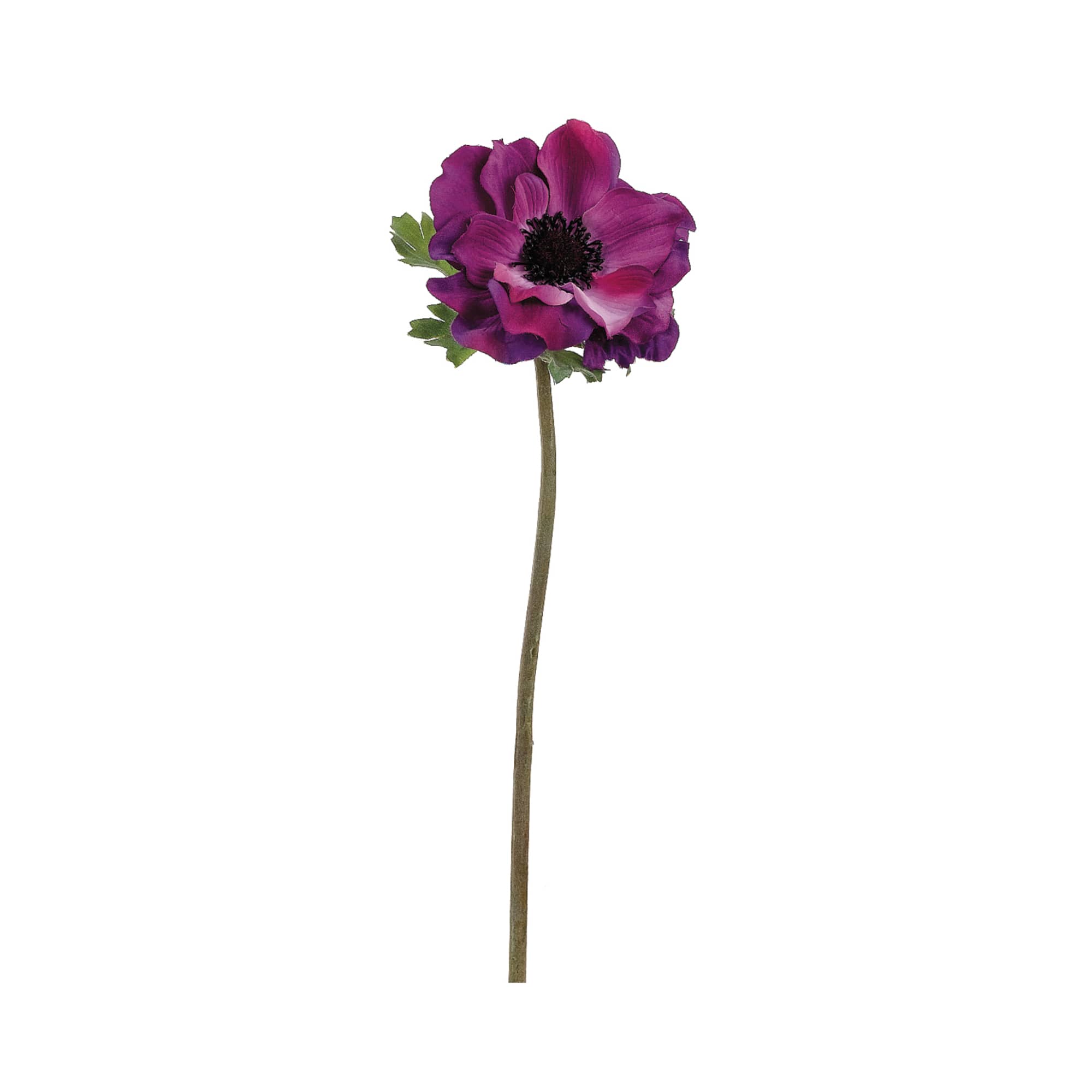 Eggplant Anemone Spray